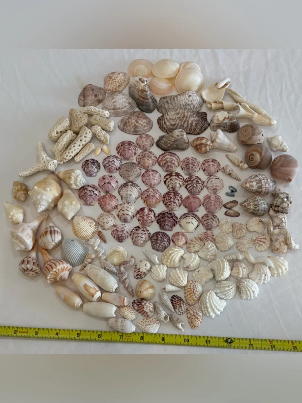 130 MIX SEASHELLS SHELLS SMALL - MID SIZE SANIBEL, FLORIDA CRAFT / COLLECT LOT
